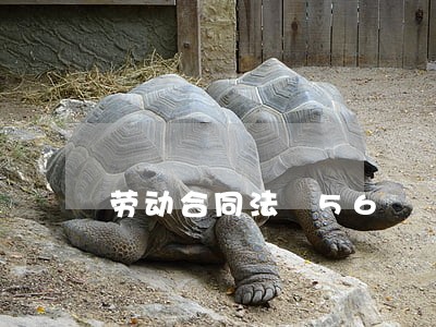 劳动合同法 56 劳动合同法 56